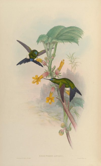 Eriocnemis luciani - John Gould